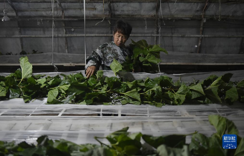 同城游戏十三水